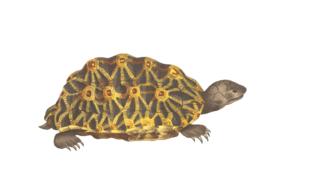 painted brown turtle on a white background