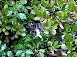 Face of the colorful, beautiful and cute cat, among the colorful plants in the garden