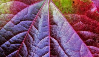 Partial View of Autumn Leaf