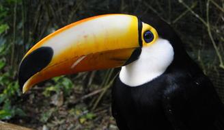 Tucan Birds, brazil