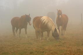 Horses Horse In Mist Fog