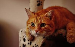 incredibly cute Cat Red