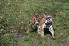 enchanting Tiger Animal