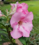 Pink Flower Nature