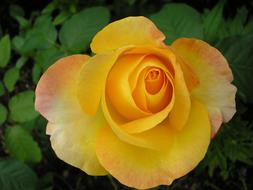 Rose Flower Yellow