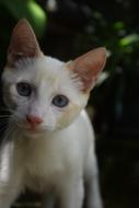 white kitten with blue eyes close-up on a blurred background