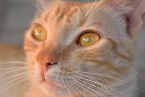 wonderful Cat Feline Animal
