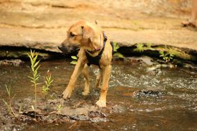 Dog Puppy Water