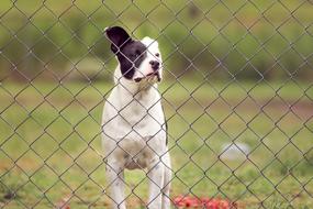 enchanting Pit Puppy Dog