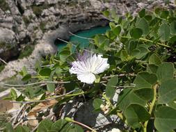 Flower Leaf Plants