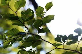 Leaf Backlighting Summer