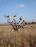 Meadow Plant Winter Nature