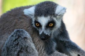 cute lemur in the zoo