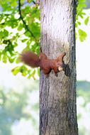charming Squirrel Rodent on a tree