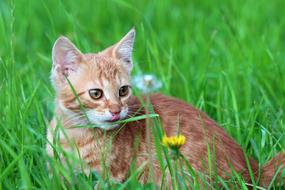 portrait of wonderful red cat Animal Pet in a grass