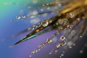 Dewdrops on grass Macro view