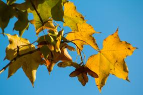 Autumn Leaf Yellow