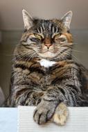 charming Cat Mackerel Rest