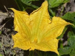 Flower Calabacera Squash Blossom