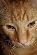 gorgeous Cat Ginger Tabby
