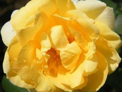 Yellow Flower blooming macro