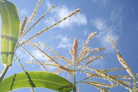Corn Cornstalk Cornfield