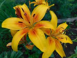 Yellow Lily Flowers blooming