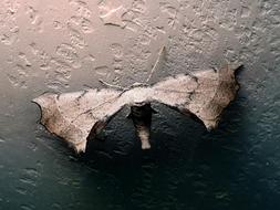 brown moth with wide open wings