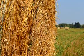 Meadow Field Corn