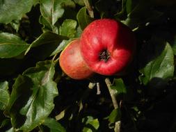 two apples in a tree