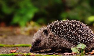 young hedgehog in garden