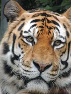 tiger face at the zoo