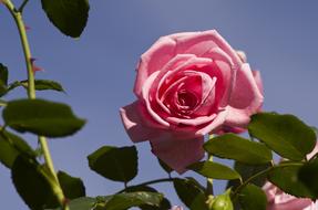 Rose Garden Bloom