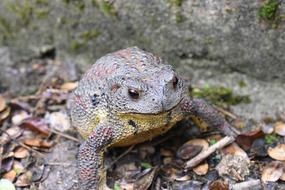 Toad Animal in Korea
