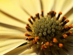 Macro Flower Plant