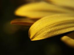 Flower Sun Plant