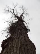 Tree Earth Sky