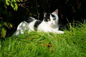 portrait of cat resting in the shadow