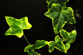 green leaves on a black background
