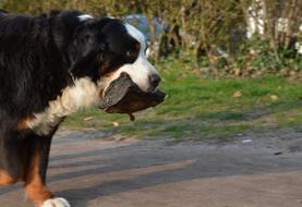 purebred dog with a piece of wood in its mouth