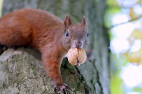 red squirrel with a nut in its teeth on a tree