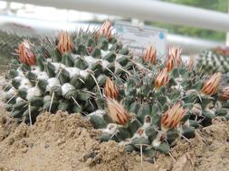 Cactus Flower Thorns
