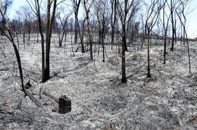 remnants of trees after a major fire