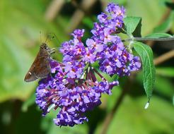 Clouded Skipper, dark Butterfly on buddleja davidii inflorescence on a blurred background