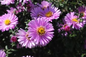 Purple Flower Flowers