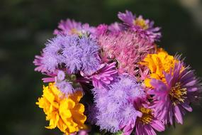 purple and yellow flowers in a bouquet