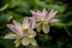 Pink Lotus Flowers water plants