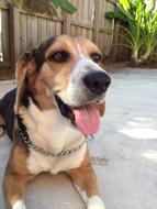 gorgeous Dog Beagle Cute