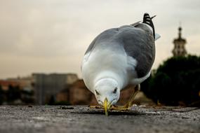 Beautiful and cute, white and grey seagull, with the yellow beak, in Rome, Italy