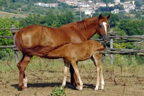 foal drinks milk from mother